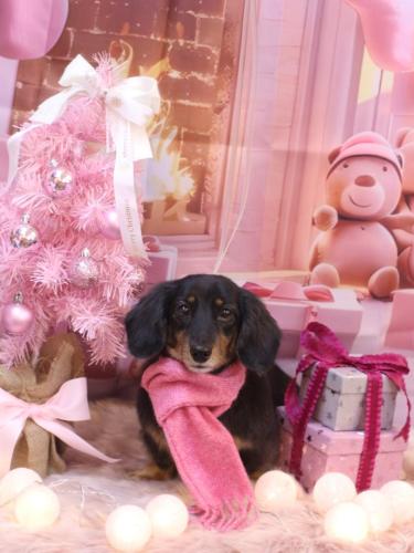 20241212モカちゃん